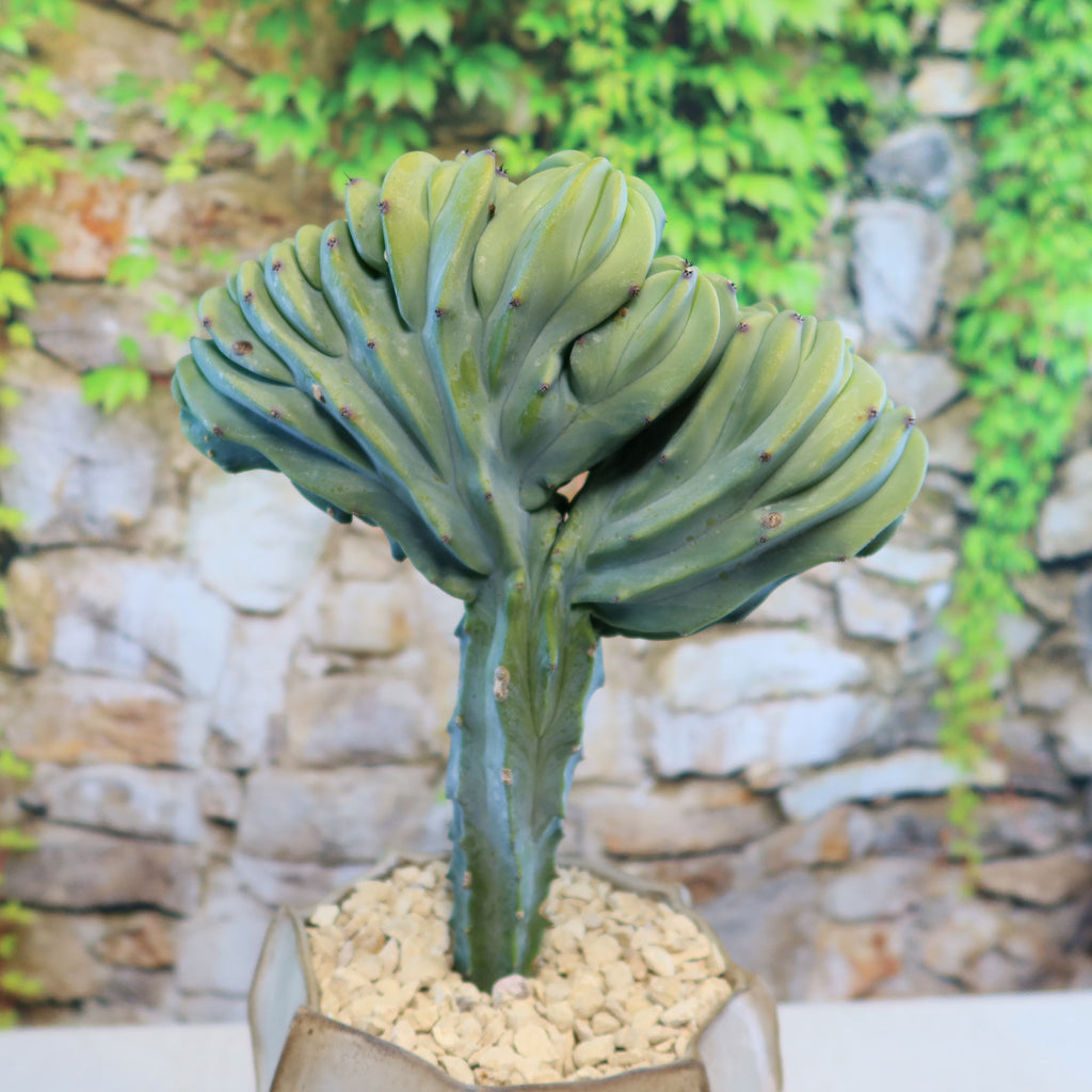 Crested Myrtillocactus geometrizans 7 inch
