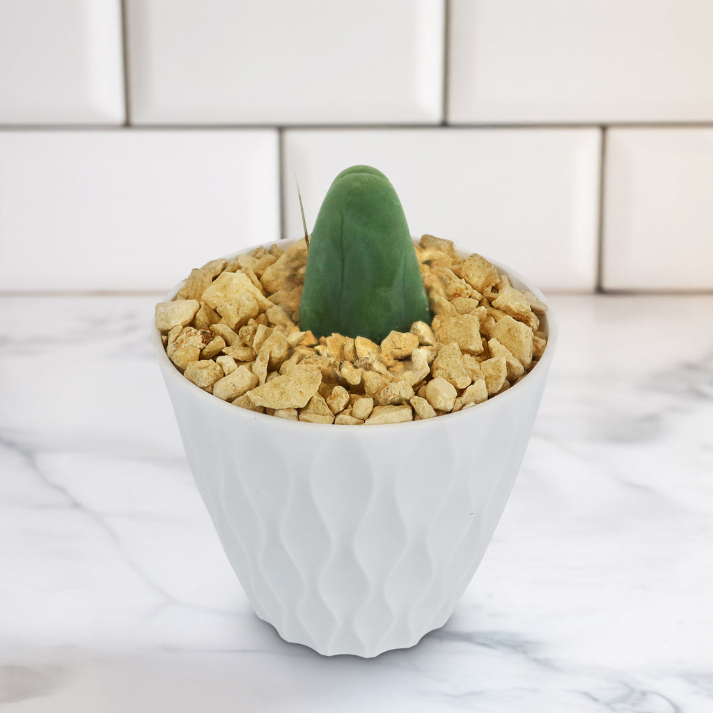 Penis Cactus ‘Trichocereus bridgesii monstrose’