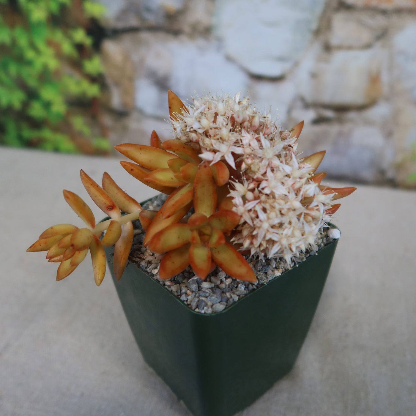 FirestorShop 'Sedum firestorm' Care & Growing Guide