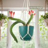 Monkey Tail Cactus – Cleistocactus colademononis 
