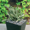 Variegated Watch Chain ‘Crassula lycopodioides variegata’