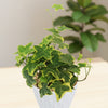 Hedera helix ‘Gold Child