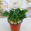 Bronze Beauty Ajuga (Carpet Bugle)