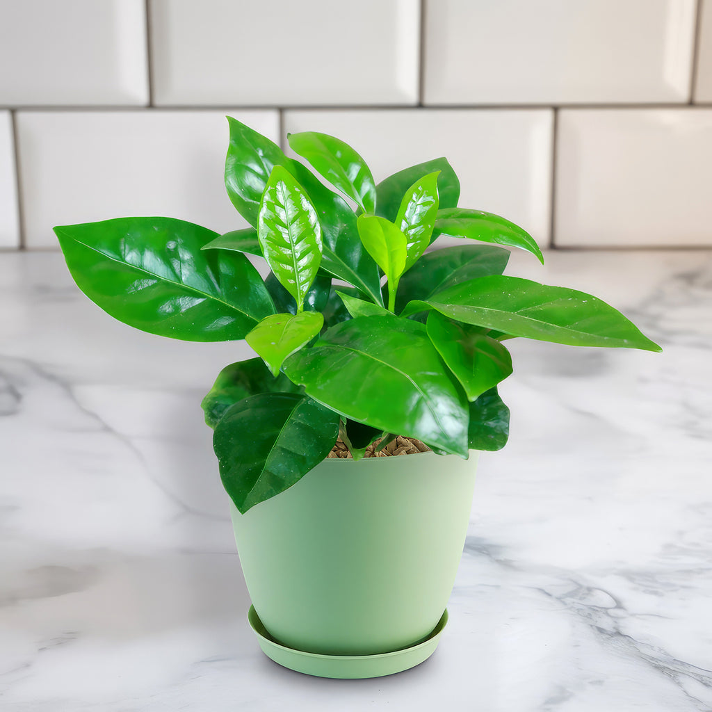 Arabica Coffee Plant ‘Coffea arabica’