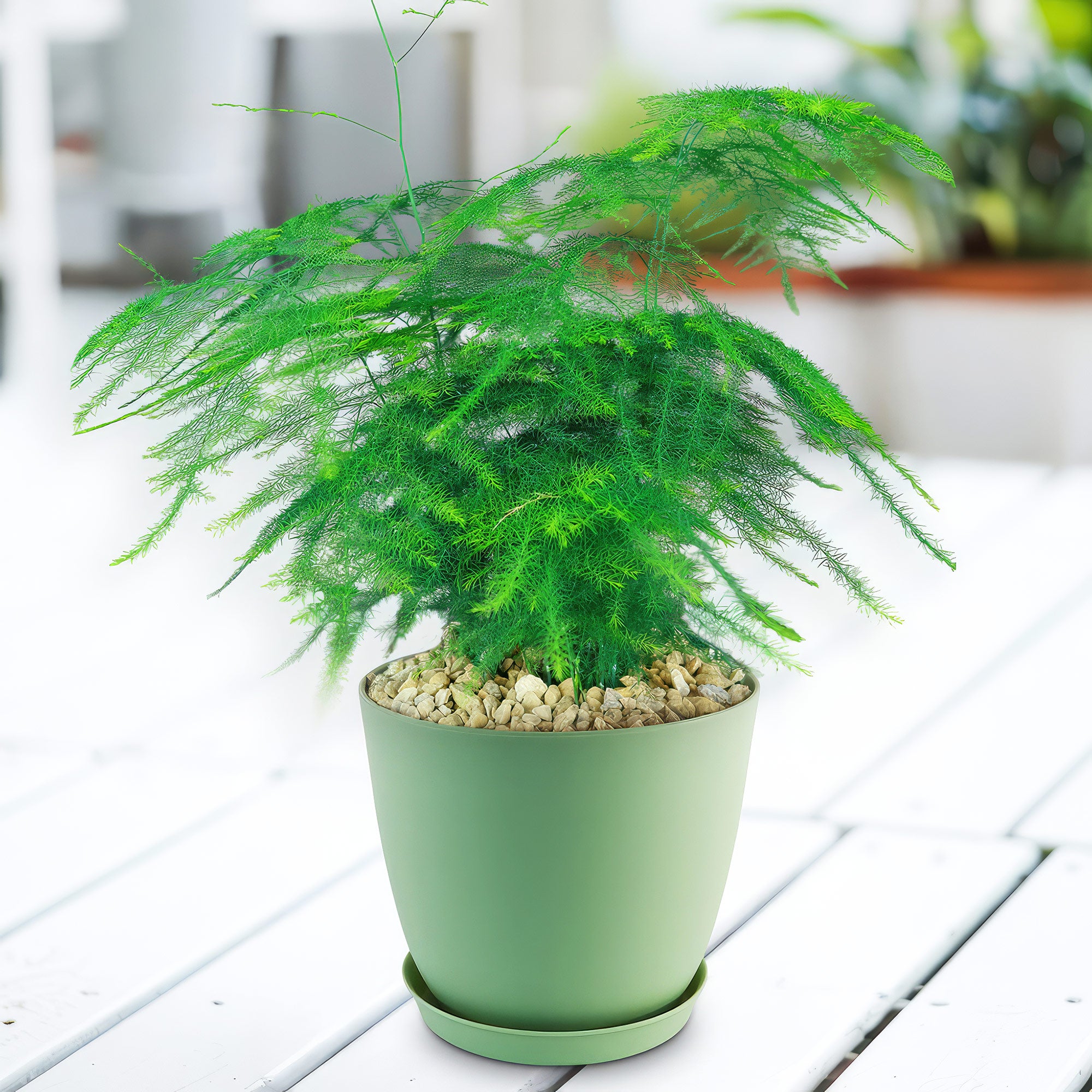 Asparagus Fern Plants - Asparagus setaceus ‘Pulmosa Fern’