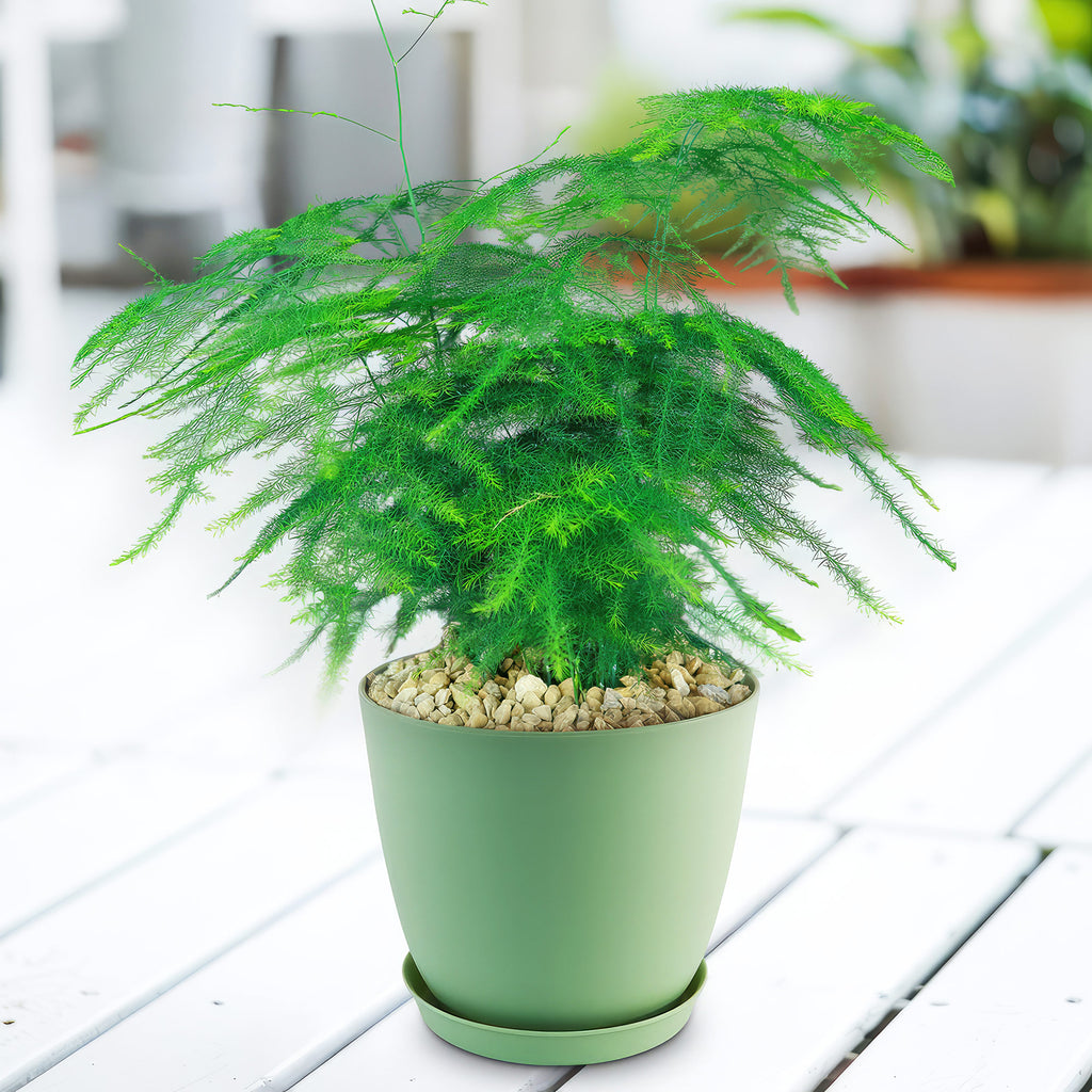 Asparagus Fern Plants - Asparagus setaceus ‘Pulmosa Fern’