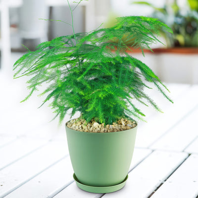 Asparagus Fern Plants - Asparagus setaceus ‘Pulmosa Fern’