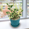 Ficus triangularis Variegata