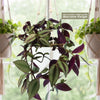 Wandering Jew/Dude ‘Tradescantia zebrina’ (Inch Plant)