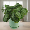 Maranta leuconeura Silver Band (Prayer Plant)