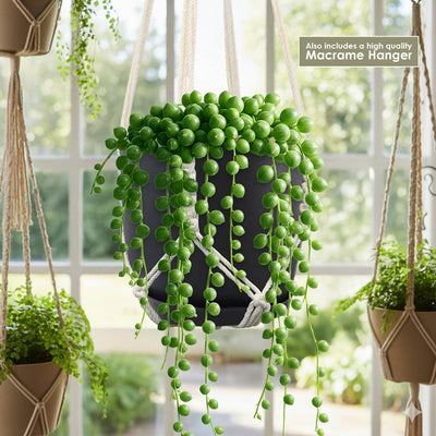 pearl drop hanging plant String of Pearls 'Senecio rowleyanus' 4" Pot / Black / With Pot