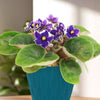 Purple African Violet ‘Devotion’ with bright purple blooms and yellow centers in a blue pot, fuzzy green leaves, on a sunlit surface.