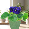 African Violet plant with vibrant purple flowers and fuzzy green leaves, on a sunlit table near indoor plants and windows.