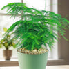 Asparagus Fern (Asparagus setaceus ‘Pulmosa Fern’) in a pale green pot with white pebbles on a bright windowsill.