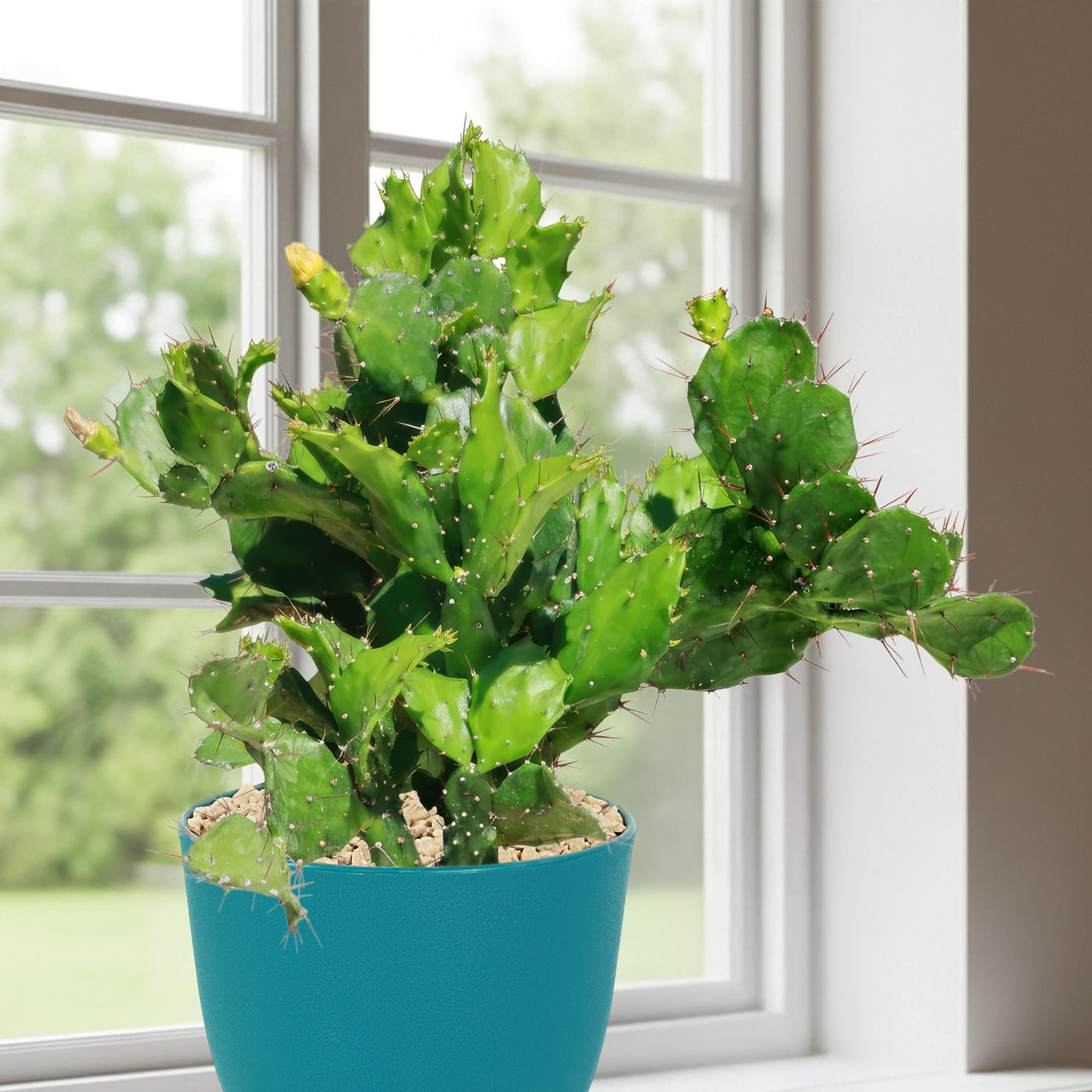brazilian prickly pear cactus Brazilian Prickly Pear 'Opuntia argentiniana'