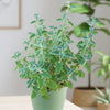 A Catmint Plant ‘Nepeta faassenii’ with serrated leaves grows in a light green pot indoors, with plants and art softly blurred behind.