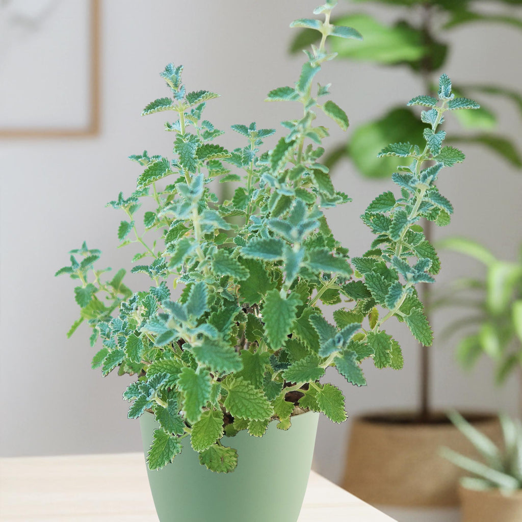 A Catmint Plant ‘Nepeta faassenii’ with serrated leaves grows in a light green pot indoors, with plants and art softly blurred behind.