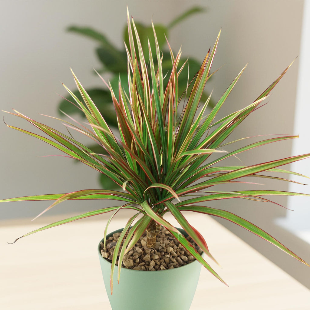 patrol_placeholder_a6ead9acc5af34cb22c78a05ed144ef7