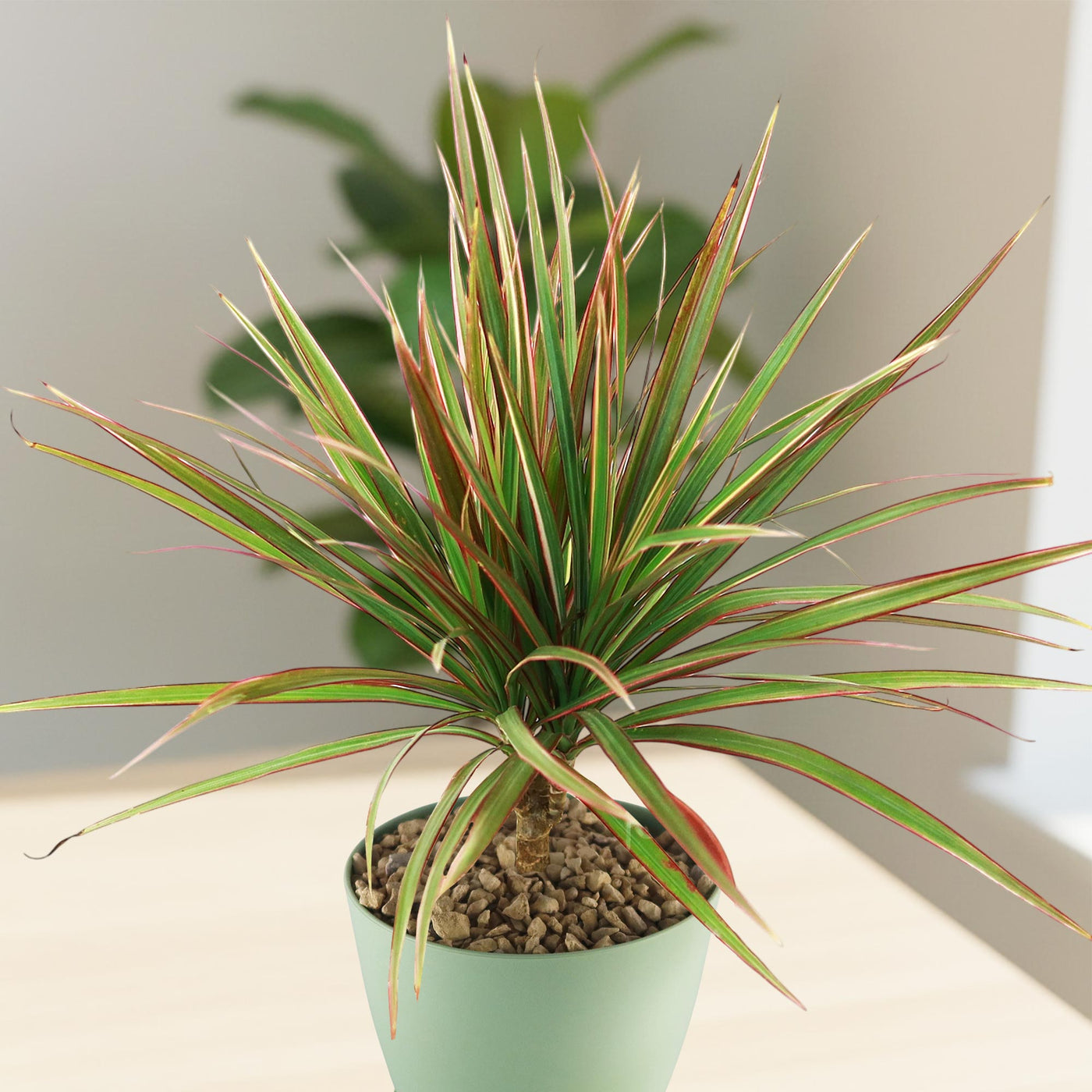 dracaena monocot or dicot Bicolor Dragon Tree
