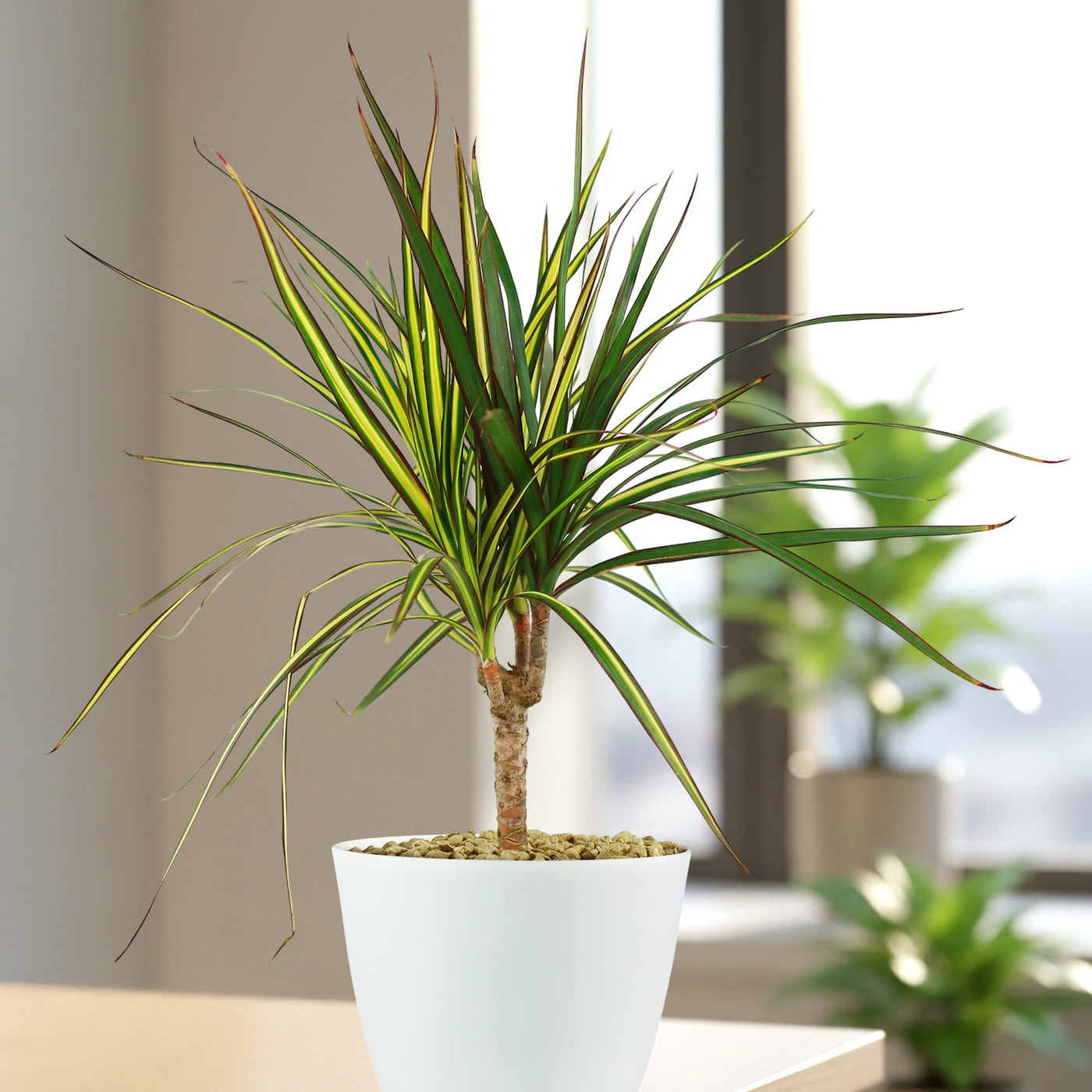 Shop 'Dracaena marginata kiwi' Care & Growing Guide
