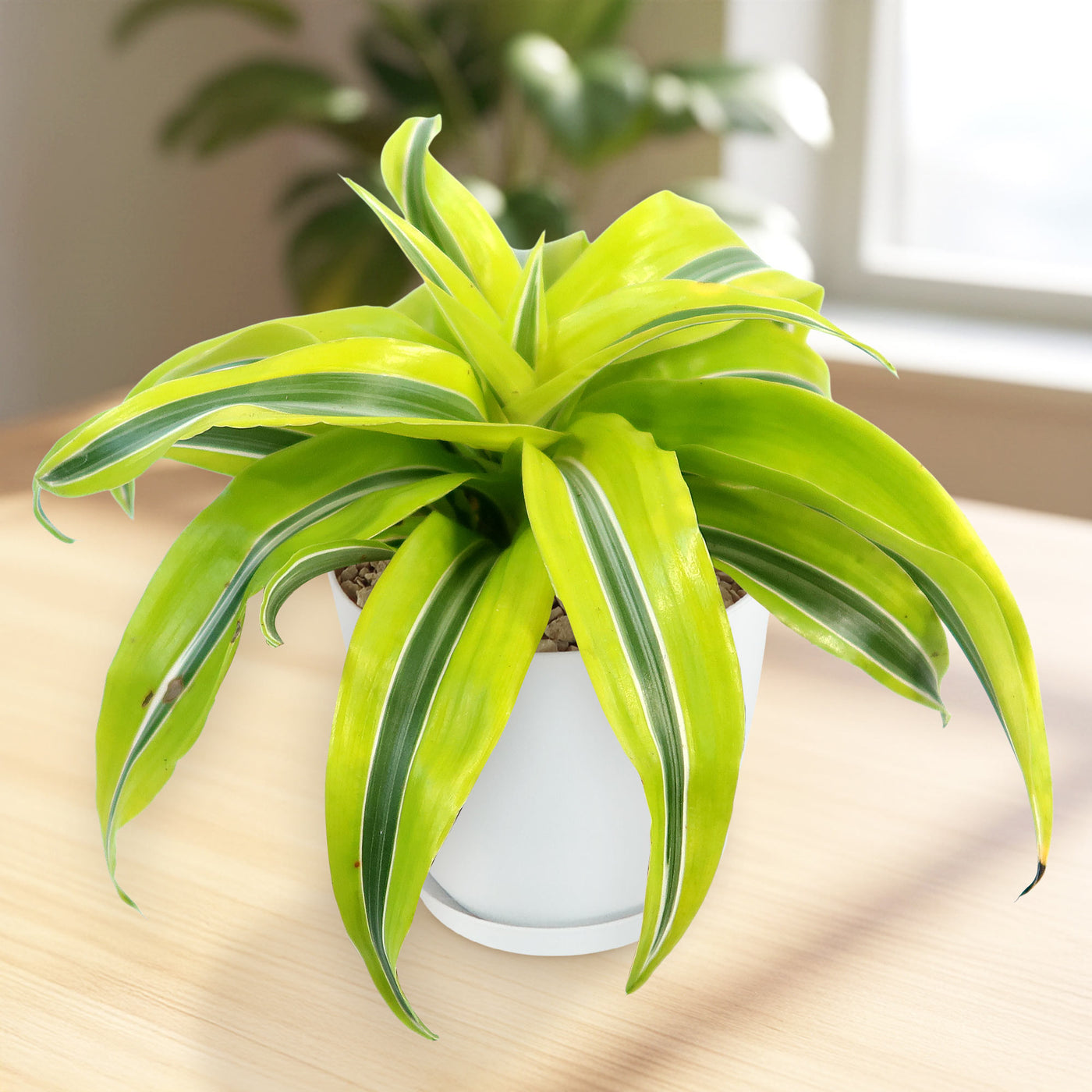 Shop 'Dracaena Lemon Surprise Plant' Care & Growing Guide
