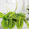Lemon Lime Maranta ‘Prayer Plant’ in a white pot on a table, showcasing vibrant green leaves with yellow-green accents.