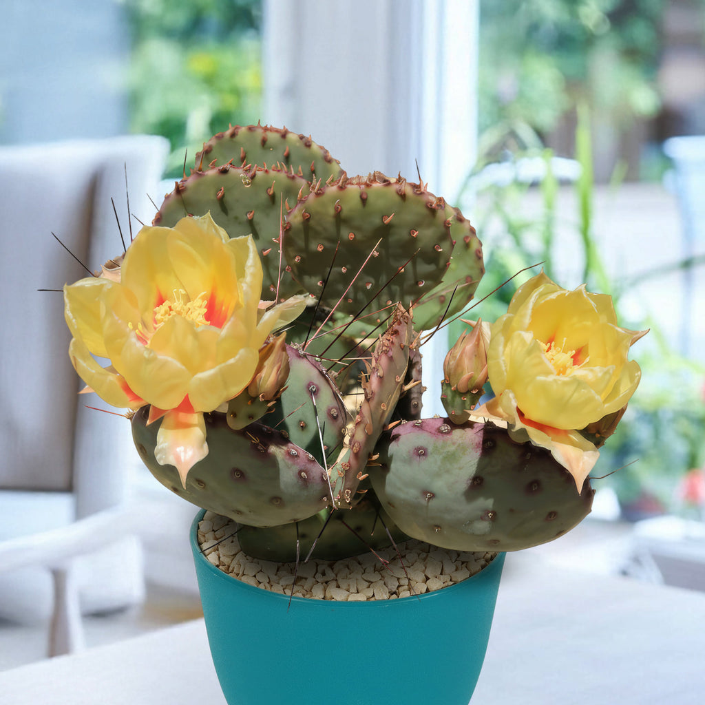 Opuntia Santa Rita Prickly Pear