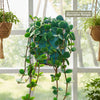 Peperomia Hope with round leaves in a blue pot, in a quality macrame hanger by a sunny window. Other hanging plants in background.