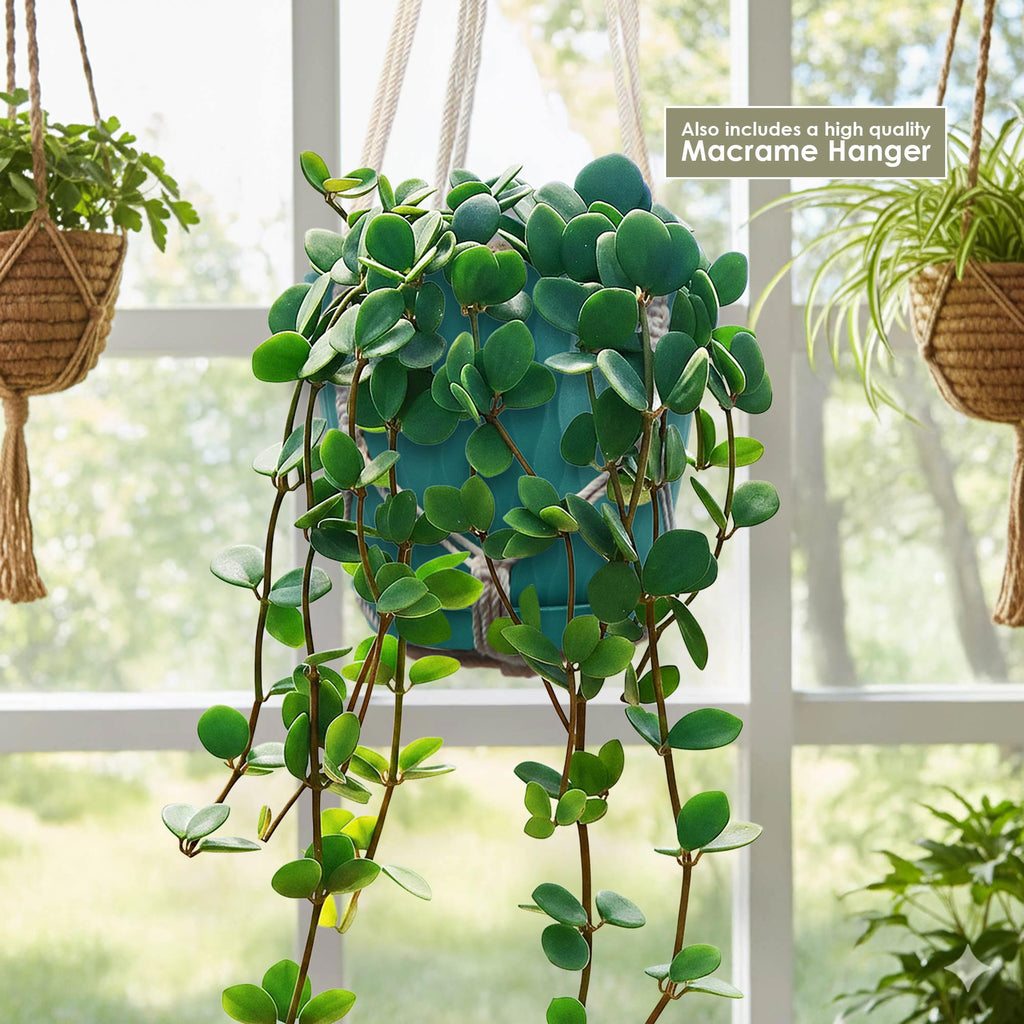 Peperomia Hope with round leaves in a blue pot, in a quality macrame hanger by a sunny window. Other hanging plants in background.