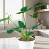A Philodendron Golden Dragon in a pot on a white kitchen countertop, with a blurred sink, window, and shelves in the background.