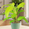 Philodendron ‘Golden Goddess’ houseplant with broad golden-yellow leaves on a light table, another leafy plant blurred in background.