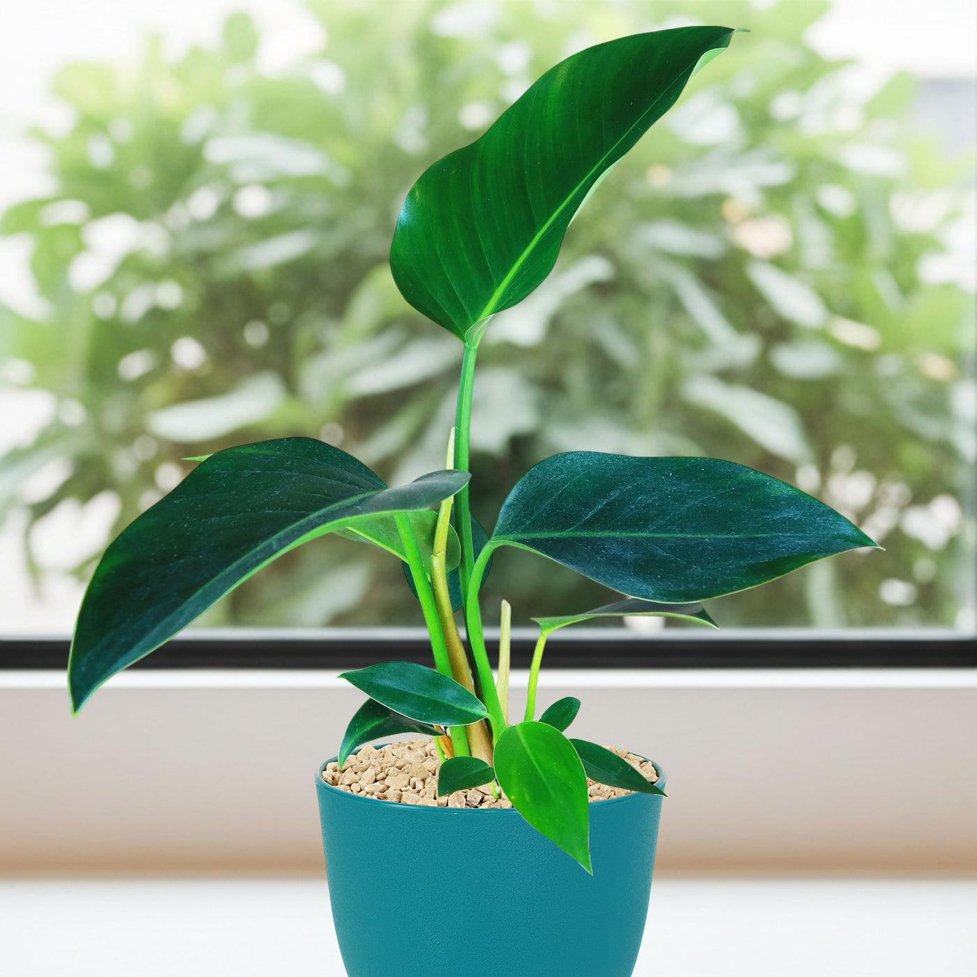 philodendron green congo plant Shop 'Philodendron Green Congo' Care & Growing Guide