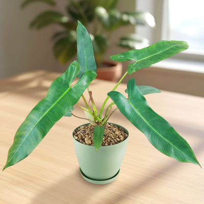 philodendron atabapoense mature Shop 'Philodendron atabapoense' Care & Growing Guide