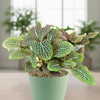 A Pink Nerve Plant (Fittonia albivenis ‘Pink’) in a small pot on a light wooden surface, with green leaves and pink veins.