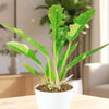Philodendron ‘Ring of Fire’ with long, variegated leaves on a light table in a bright modern room, other plant blurred in background.