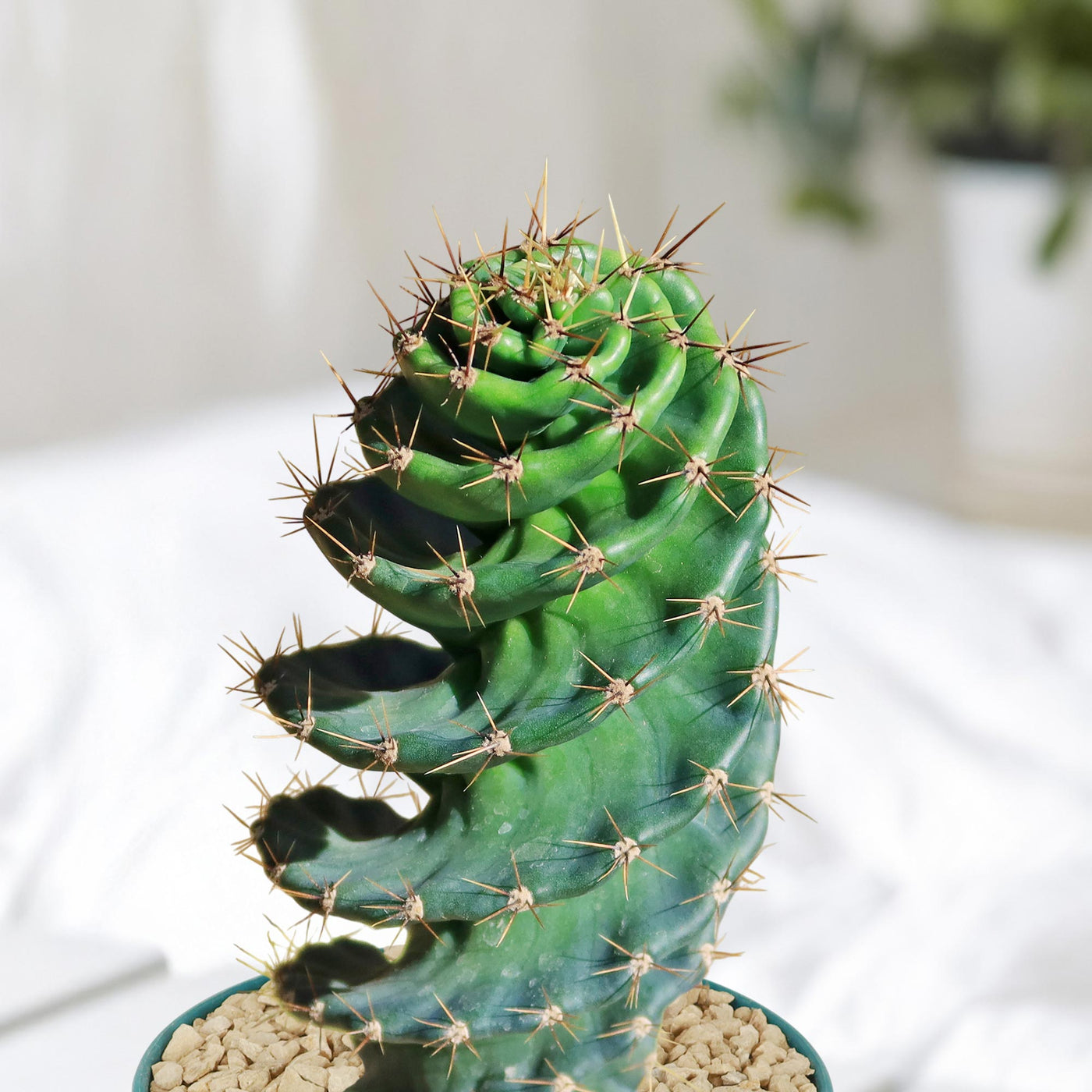 kaktus spiralis Shop 'Spiral Cactus - Cereus forbesii spiralis' Care and Growing Guide