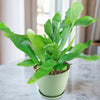 A potted Staghorn Fern (Platycerium bifurcatum) with long, wavy leaves sits on a marble surface in a bright, airy room.