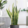 Variegated Snake Plant (Sansevieria laurentii) with tall green and yellow-edged leaves in black pot on a table, modern room backdrop.