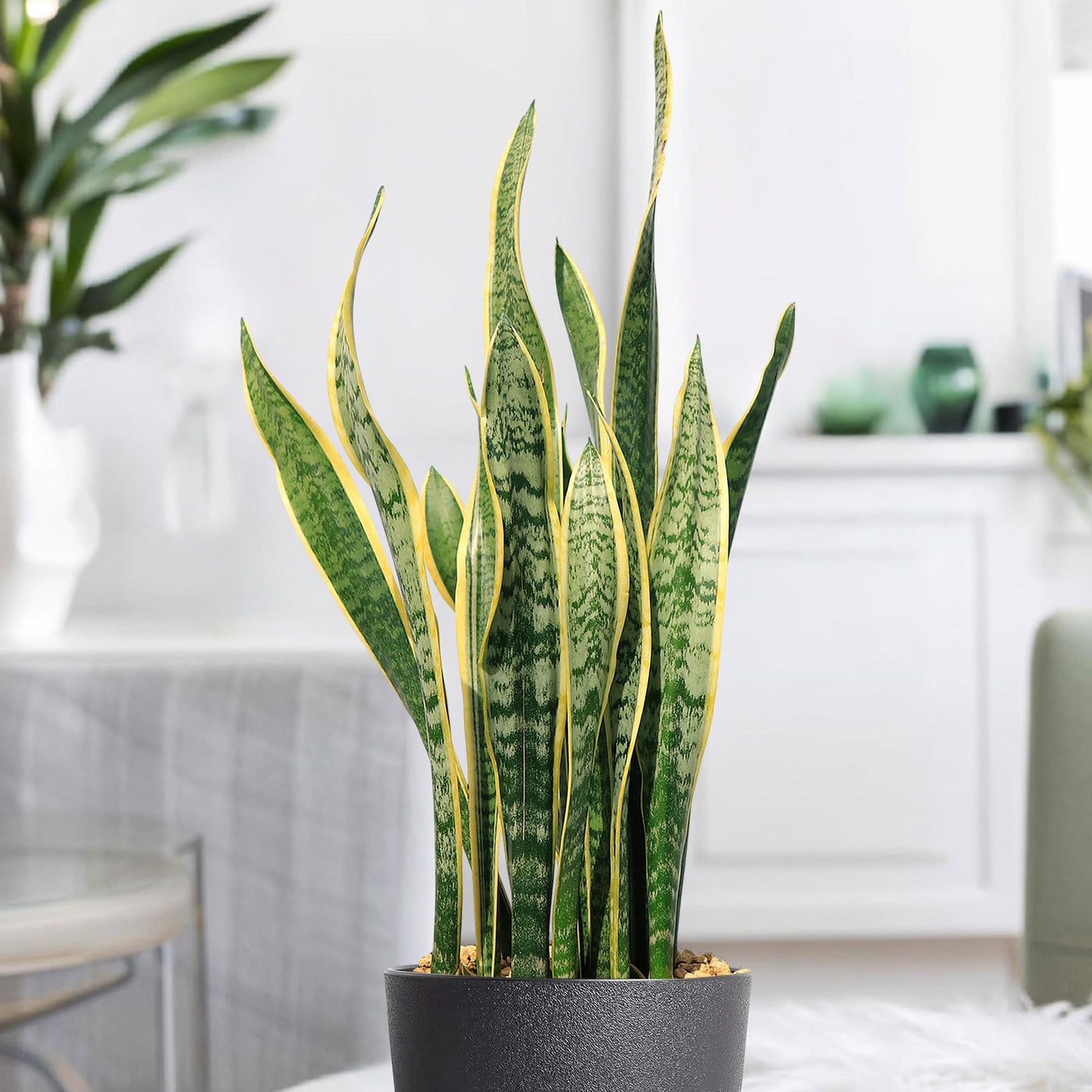 Shop 'Sansevieria laurentii - Variegated Snake Plant' - Care and