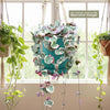 Variegated String of Hearts &