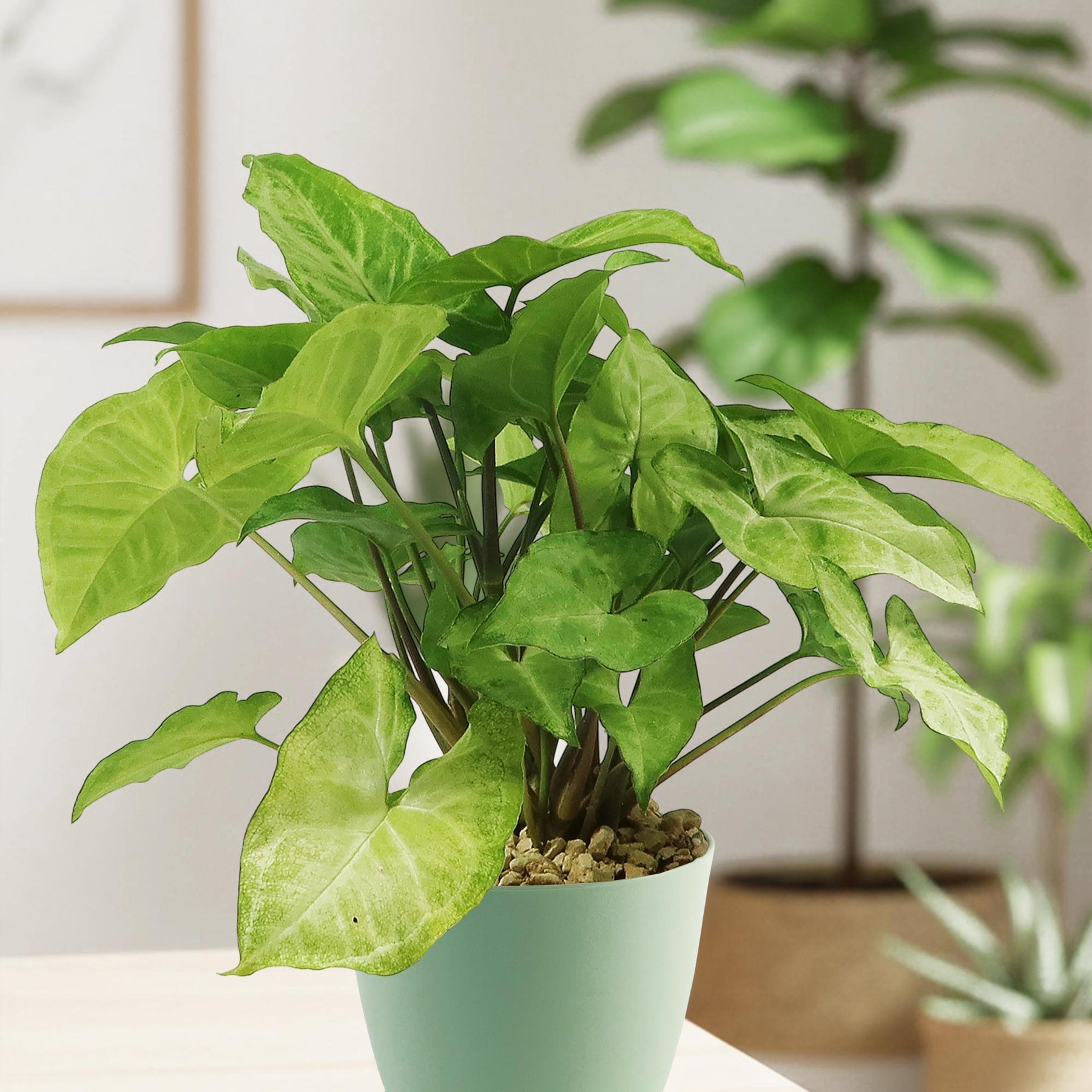 butterfly wings plant indoors Shop 'Syngonium White Butterfly Plant' Care & Growing Guide