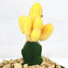 Chamaecereus lutea grafted Large