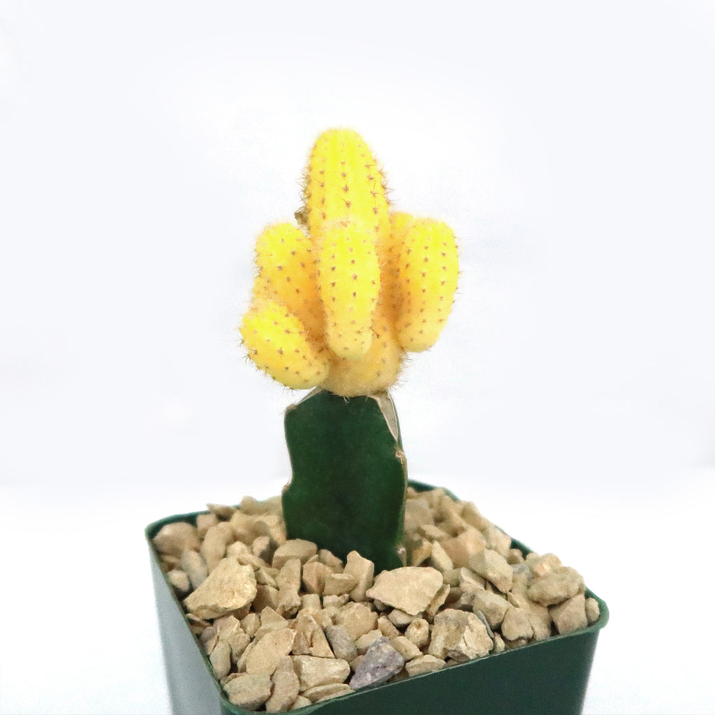 Chamaecereus lutea grafted Large