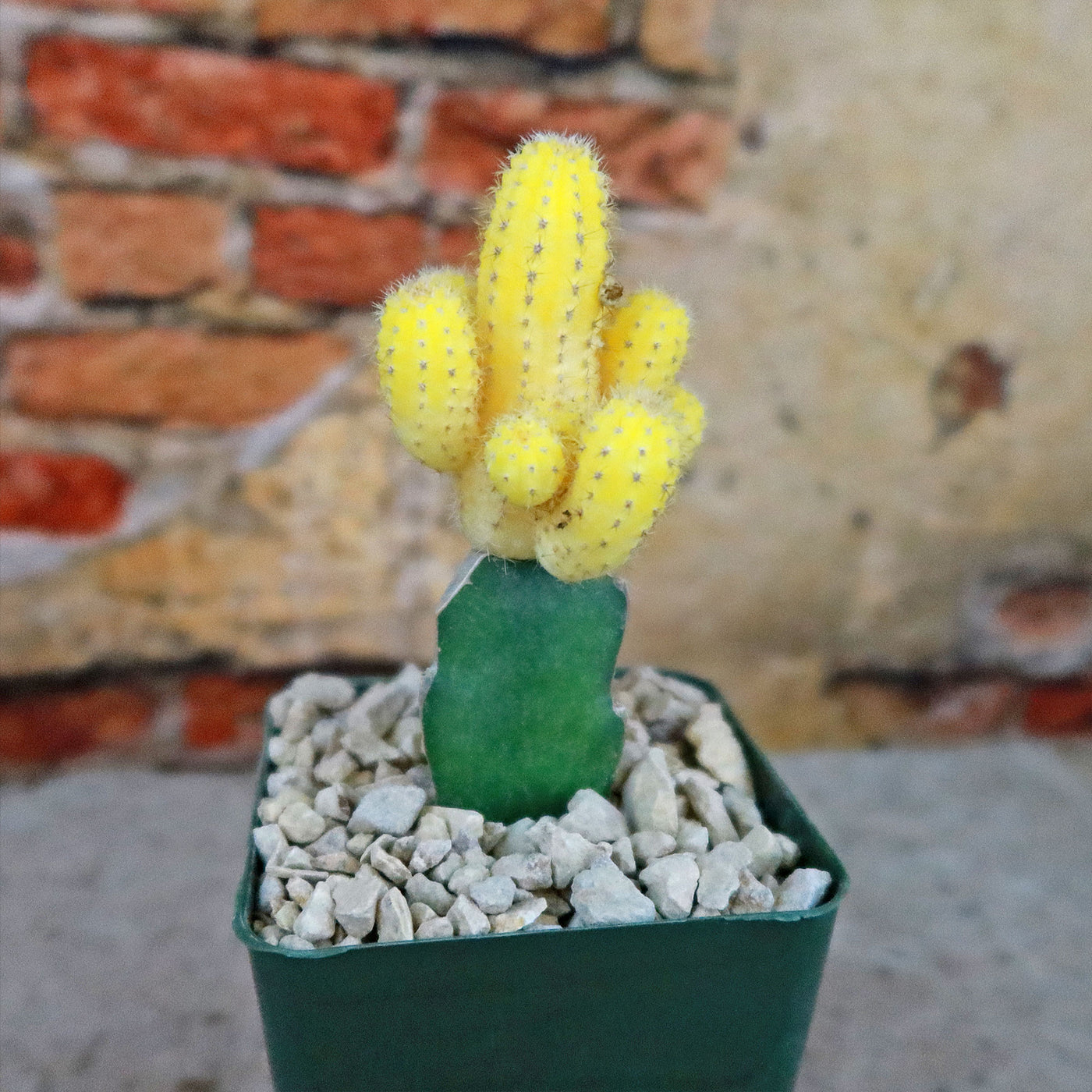 Chamaecereus lutea grafted Large – Planet Desert