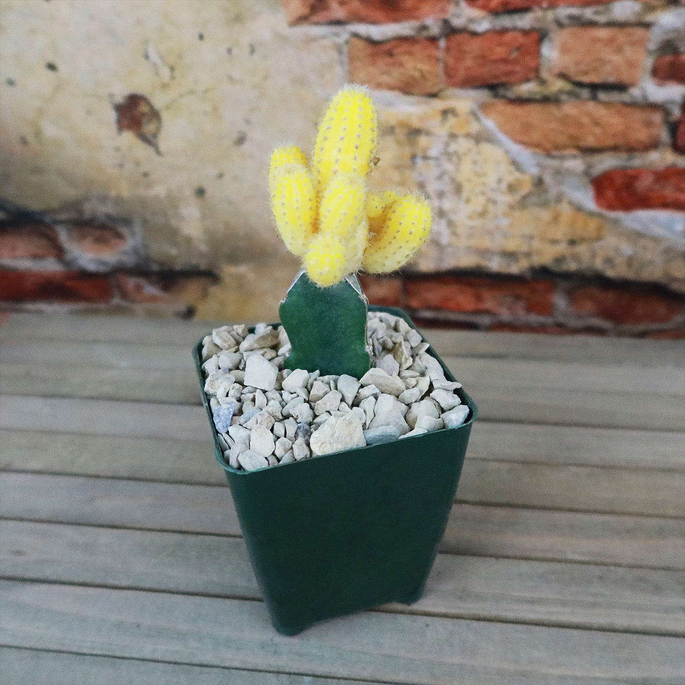 Chamaecereus lutea grafted Large – Planet Desert