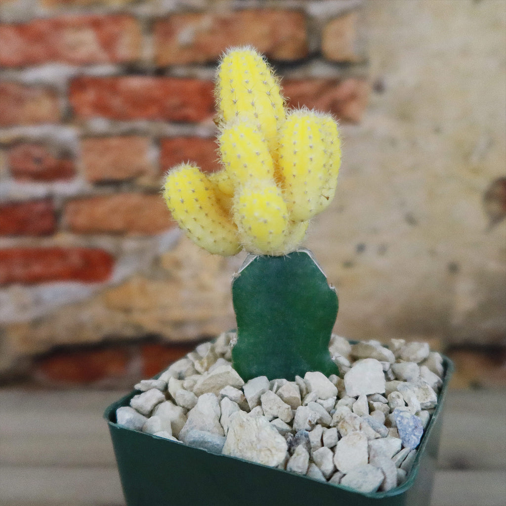 Chamaecereus lutea grafted Large