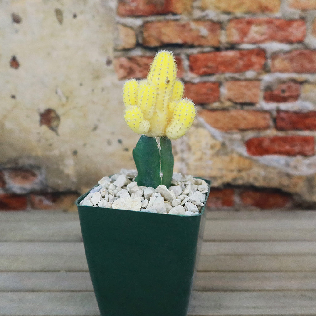 Chamaecereus lutea grafted Large