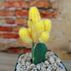 Chamaecereus lutea grafted Large
