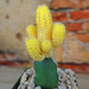 Chamaecereus lutea grafted Large