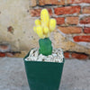 Chamaecereus lutea grafted Large